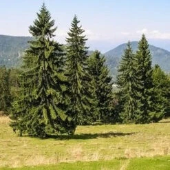 Norway Spruce