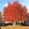 Red Sunset Maple -Macys Shop 3498