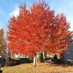Red Sunset Maple