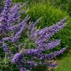 Delta Blues™ Chastetree -Macys Shop 3525