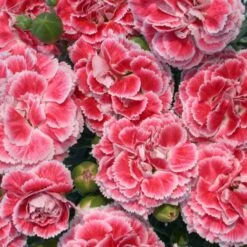 Dianthus Scent First® 'Coral Reef' -Macys Shop 35276 1