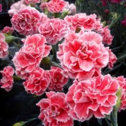 Dianthus Scent First® 'Coral Reef' -Macys Shop 35276 2
