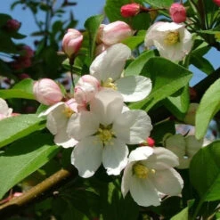 Harvest Gold Crabapple Tree