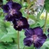 Geranium 'Raven' -Macys Shop 35622