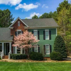 Nellie Stevens Holly -Macys Shop 3578