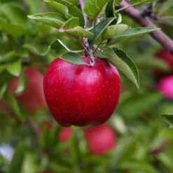 Red Delicious Apple Tree
