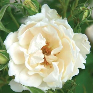 Icecap™ Rose Tree 5 Icecap™ Rose Tree - Image 3