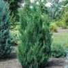 Blue Point Juniper -Macys Shop 3600