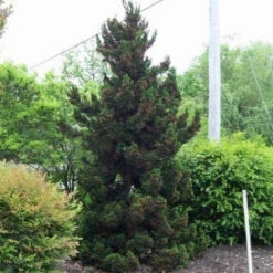 Black Dragon Cryptomeria -Macys Shop 3602