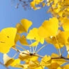 Ginkgo Tree -Macys Shop 3618