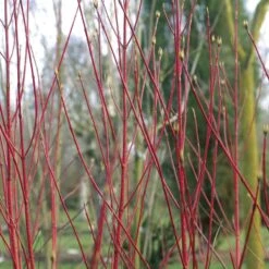 First Editions® Baton Rouge™ Dogwood