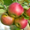 Fuji Apple Tree -Macys Shop 3627