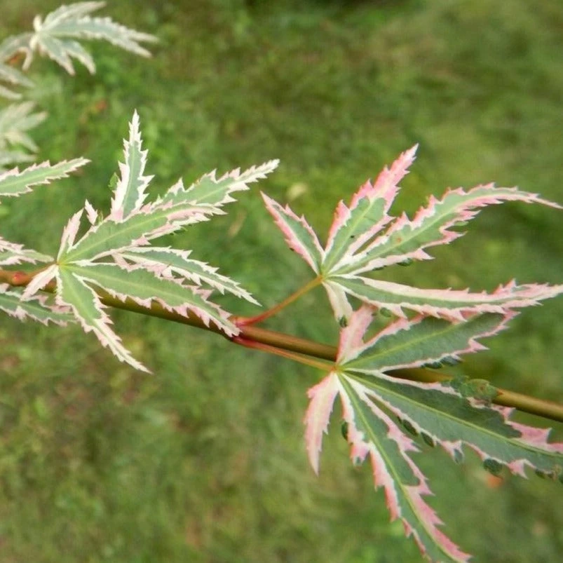 Butterfly Japanese Maple 5 Butterfly Japanese Maple - Image 3