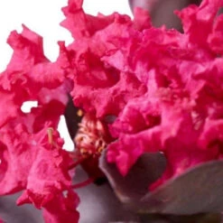 Macys Shop -Macys Shop 3646