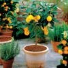 Citrus 'Meyer' Lemon Tree -Macys Shop 36490
