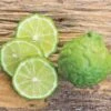 Citrus Kieffer Lime Tree -Macys Shop 36492