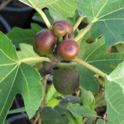 Little Miss Figgy Fig Tree -Macys Shop 3652