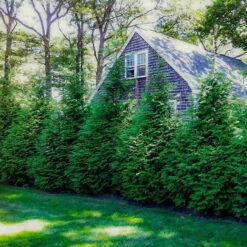 Thuja Green Giant 12 Thuja Green Giant -Macys Shop 3686