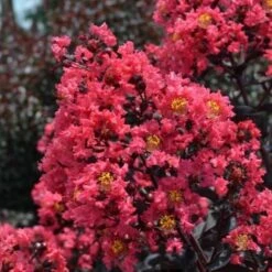 First Editions® Midnight Magic™ Crapemyrtle