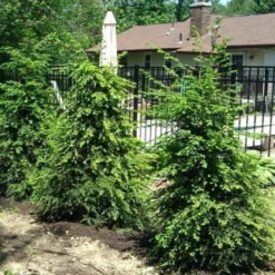 Canadian Hemlock -Macys Shop 3724