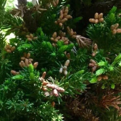 Black Dragon Cryptomeria -Macys Shop 3772