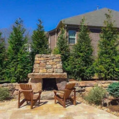 Thuja Green Giant 13 Thuja Green Giant -Macys Shop 3796