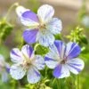 Geranium 'Delft Blue' -Macys Shop 37974