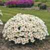 Leucanthemum Whoops-a-Daisy -Macys Shop 38235