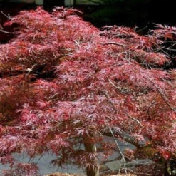 Red Dragon Japanese Maple -Macys Shop 3826
