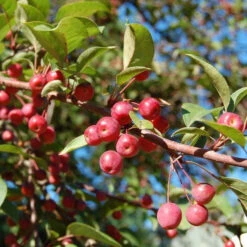 Profusion Crabapple Tree -Macys Shop 3873