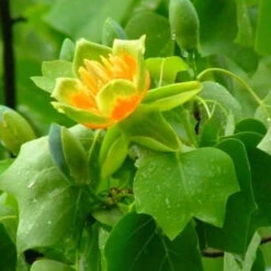 Tulip Poplar -Macys Shop 3876