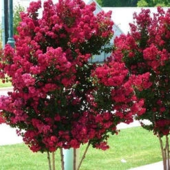 Tonto Crape Myrtle 7 Tonto Crape Myrtle -Macys Shop 3877
