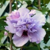 Double Purple Rose Of Sharon Tree -Macys Shop 3883