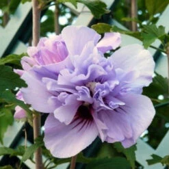 Double Purple Rose Of Sharon Tree