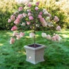 Pinky Winky® Hydrangea Tree -Macys Shop 3901