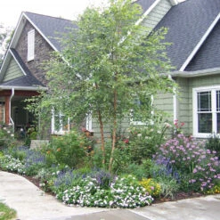 River Birch Tree -Macys Shop 3912