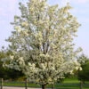 Cleveland Pear Tree -Macys Shop 3957