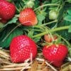 Fragaria 'Eclair' Strawberry -Macys Shop 39621 PK 20