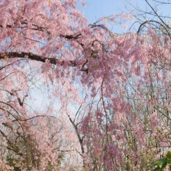 Pink Weeping Cherry Tree -Macys Shop 3973 182f74b1 268f 47d8 a36a 00b9ea0b67b9