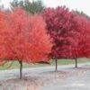 American Red Maple Tree -Macys Shop 4011