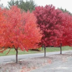 American Red Maple Tree