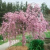Pink Weeping Cherry Tree -Macys Shop 4015 e3cd237c 8174 42f5 8927 eb73c681a857