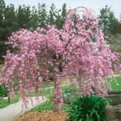 Pink Weeping Cherry Tree