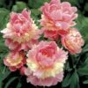 'Sorbet' Peony -Macys Shop 40327