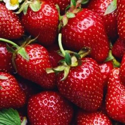 Fragaria 'Allstar' Strawberry
