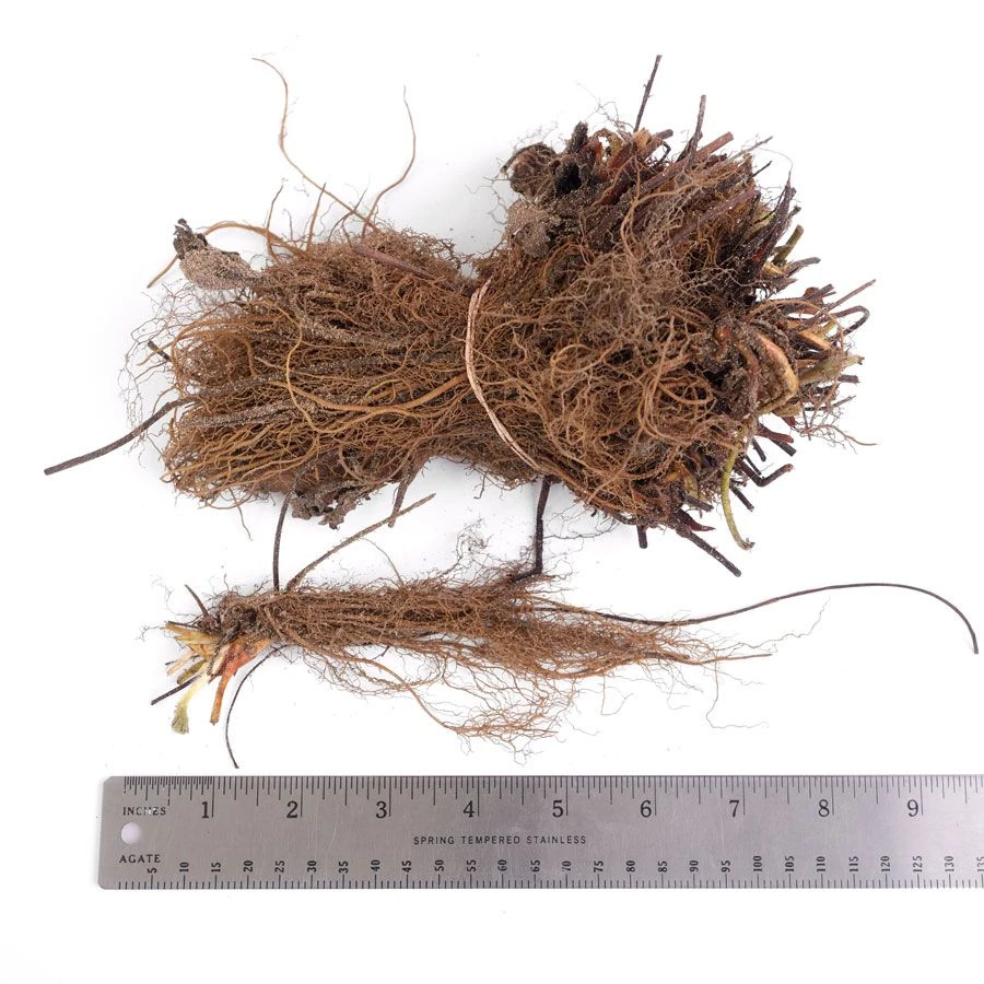 Fragaria 'Allstar' Strawberry 4 Fragaria 'Allstar' Strawberry - Image 2