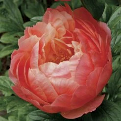 'Coral Charm' Peony