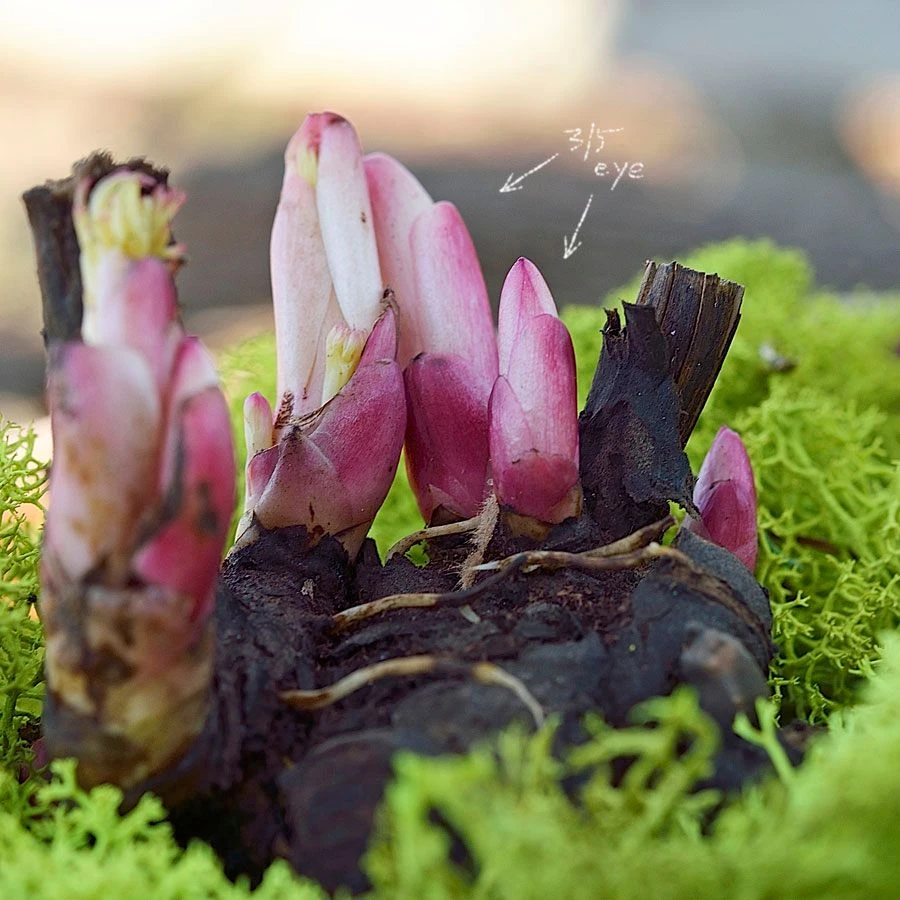 'Coral Charm' Peony 4 'Coral Charm' Peony - Image 2