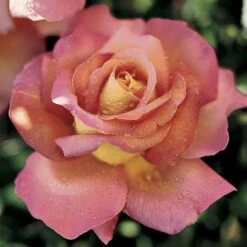 'Chicago Peace' Hybrid Tea Rose
