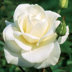 John F. Kennedy Hybrid Tea Rose